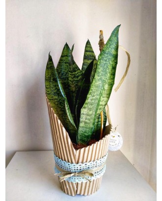 Sansevieria