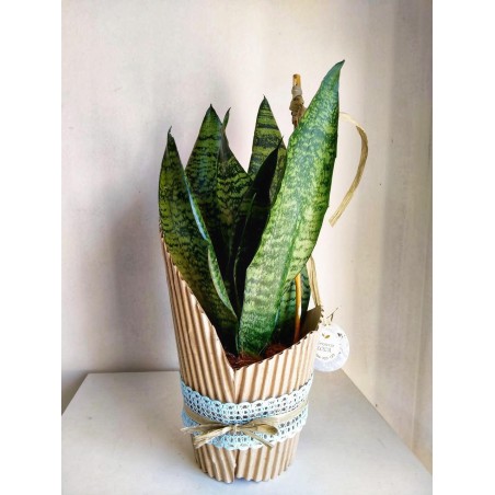 Sansevieria