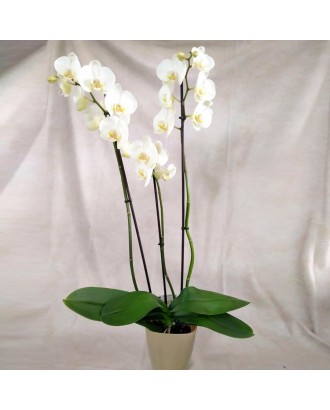 Orquidea