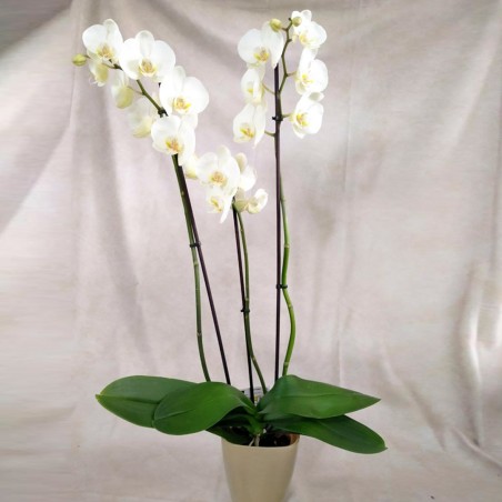 Orquidea