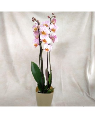 Orquidea