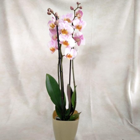 Orquidea