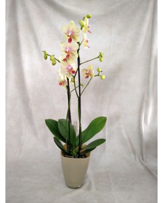 Orquidea