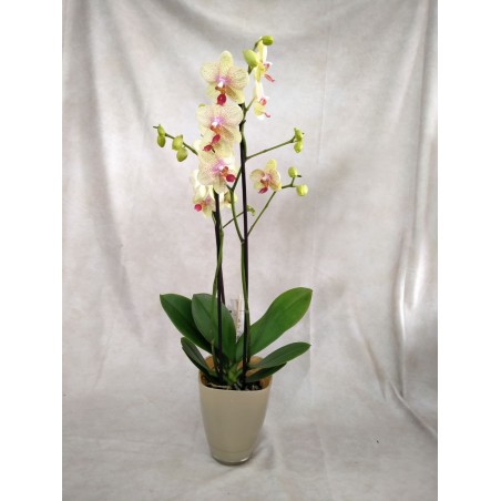 Orquidea