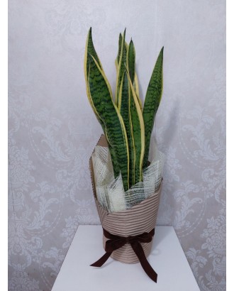 Sansevieria