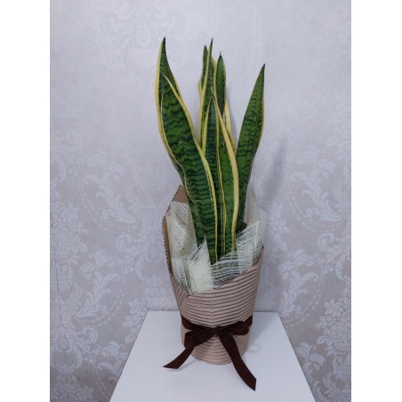 Sansevieria