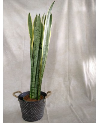 Sansevieria